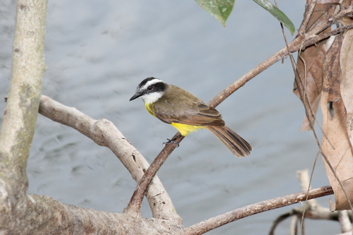 Lesser Kiskadee