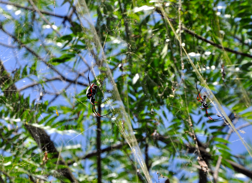Southern Redleg Orbweaver from Tsarasaotra, Antananarivo, Madagaskar on ...