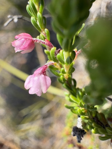 Hill Heath (Erica collina)