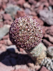 Nassauvia revoluta, photograph (c) Felipe Horton, some rights reserved (CC BY)