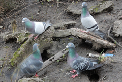 Columba livia domestica
