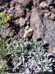 Antennaria chilensis, photograph (c) Felipe Horton, some rights reserved (CC BY)