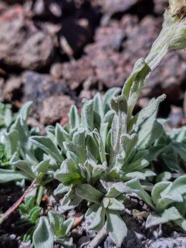 Antennaria chilensis, photograph 2