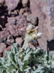 Antennaria chilensis