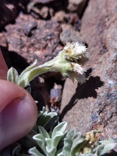 Antennaria chilensis, photograph 3