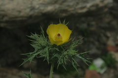 Argemone mexicana