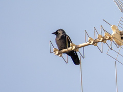 Corvus monedula