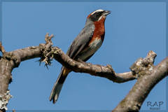 Black-And-Chestnut Warbling-Finch photo 3