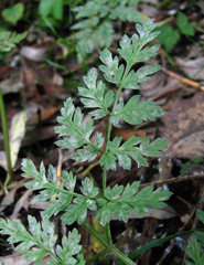 Erysiphe heraclei
