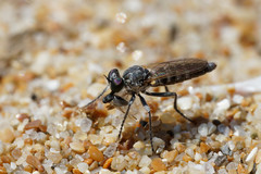 Stichopogon schineri