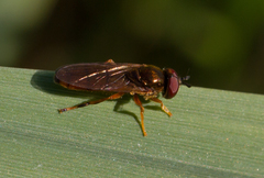 Platycheirus quadratus