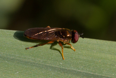 Platycheirus quadratus