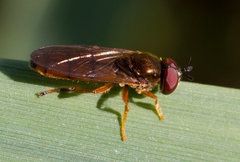 Platycheirus quadratus