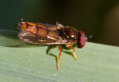Platycheirus quadratus