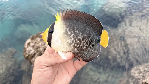Butterflyfish (Chaetodontoplus mesoleucus) — Pomacanthidae — 2