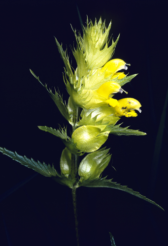 Aristate Yellow-rattle (Rhinanthus glacialis)
