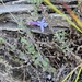 Lobelia dichroma
