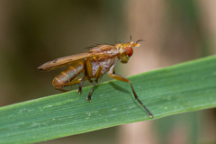 Tetanocera plebeja