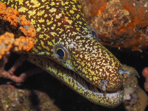 Mosaic moray (Enchelycore lichenosa) — Muraenidae