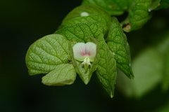 Wild hops