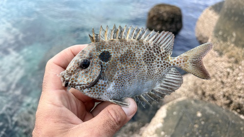 Goudvlek-konijnvis (Siganus punctatus) — Siganidae — 2