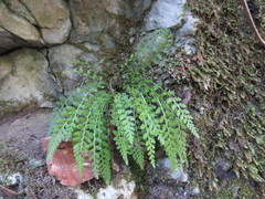 Asplenium fontanum