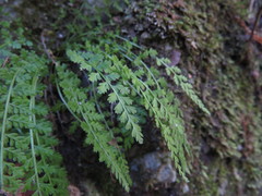 Asplenium fontanum