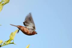 Sporophila cinnamomea