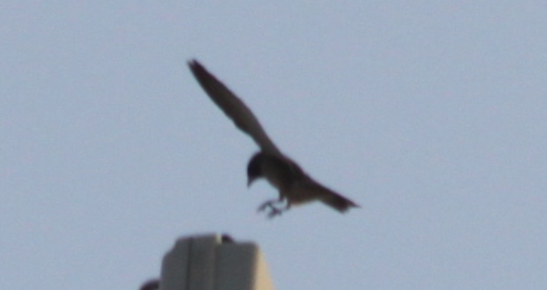 Ashy Woodswallow (Artamus fuscus), photo 5