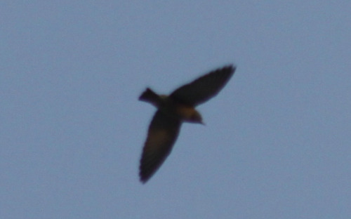 Ashy Woodswallow (Artamus fuscus), photo 9