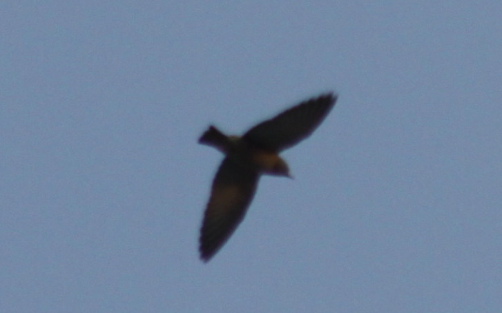 Ashy Woodswallow (Artamus fuscus), photo 9