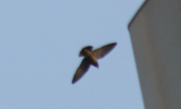 Ashy Woodswallow (Artamus fuscus), photo 6