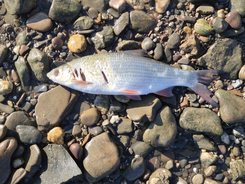 Common nase (Chondrostoma nasus) — Cyprinidae