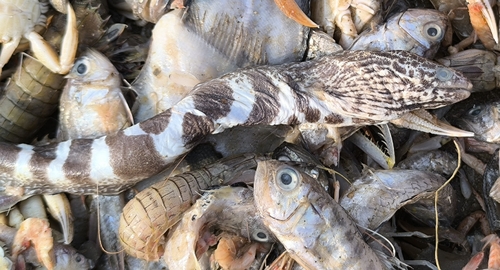 Dusky-banded moray (Gymnothorax reticularis) — Muraenidae