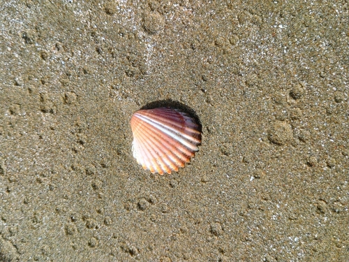 Acanthocardia tuberculata