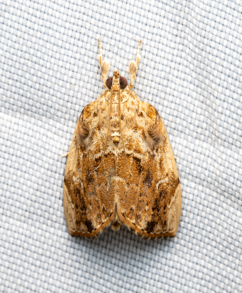 Crocidolomia subhirsutalis