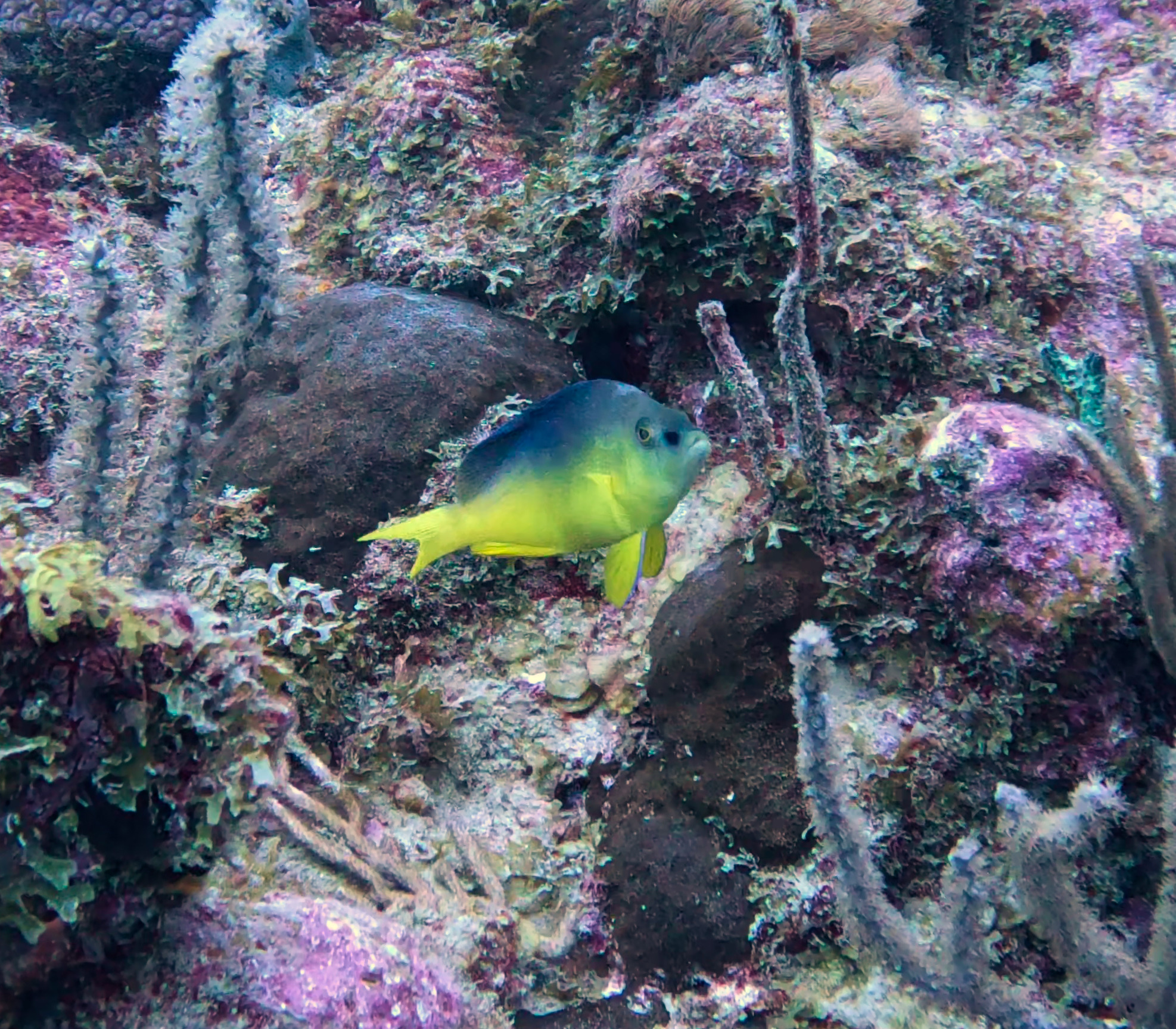 Yellowbelly Hamlet photo 7