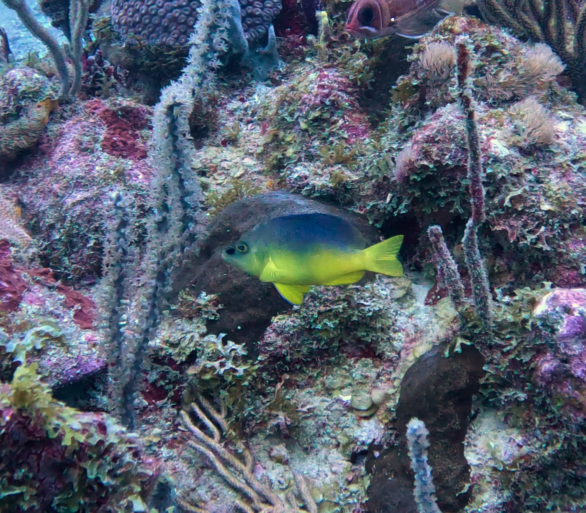 Yellowbelly Hamlet photo 6
