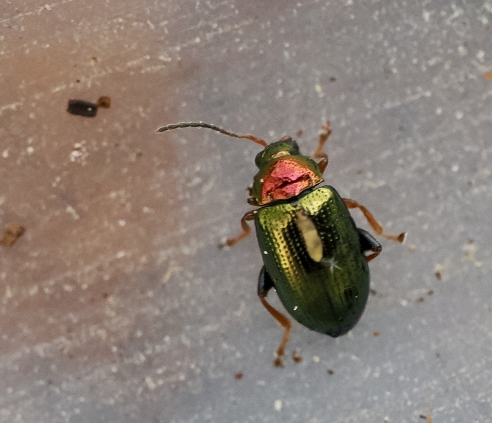 Crepidodera aurata