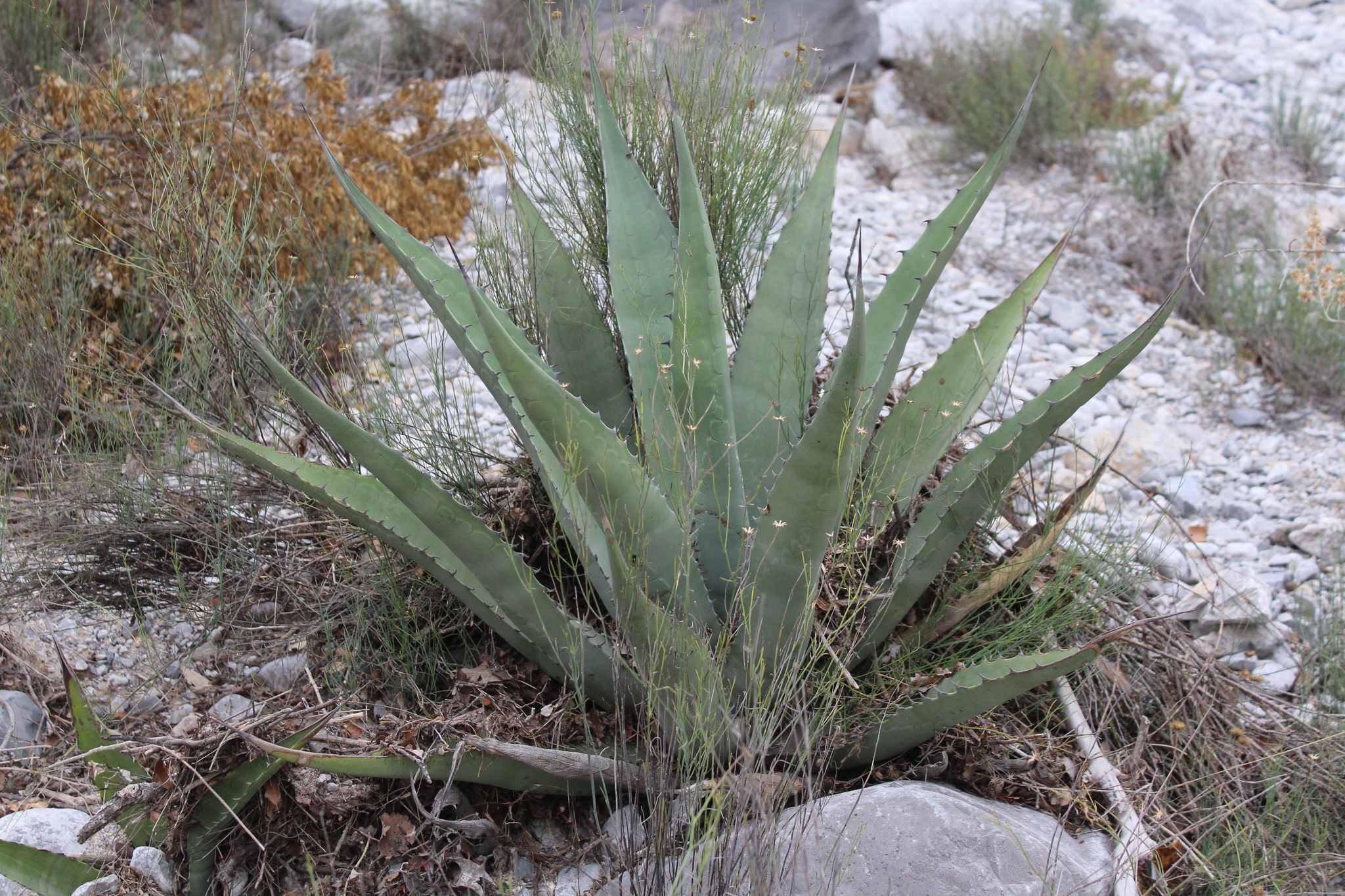 Agave asperrima