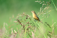 Sporophila cinnamomea