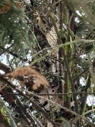 View observation of {o.common_name} on iNaturalist