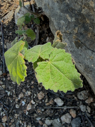 Rose pavonia (Pavonia lasiopetala)
