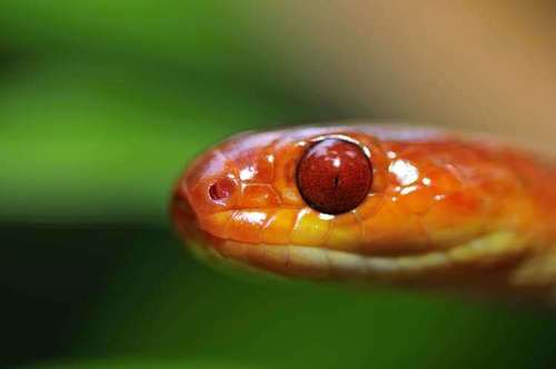 Orange Tree Snake
