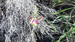 Polygala pubiflora