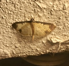 Eulepte