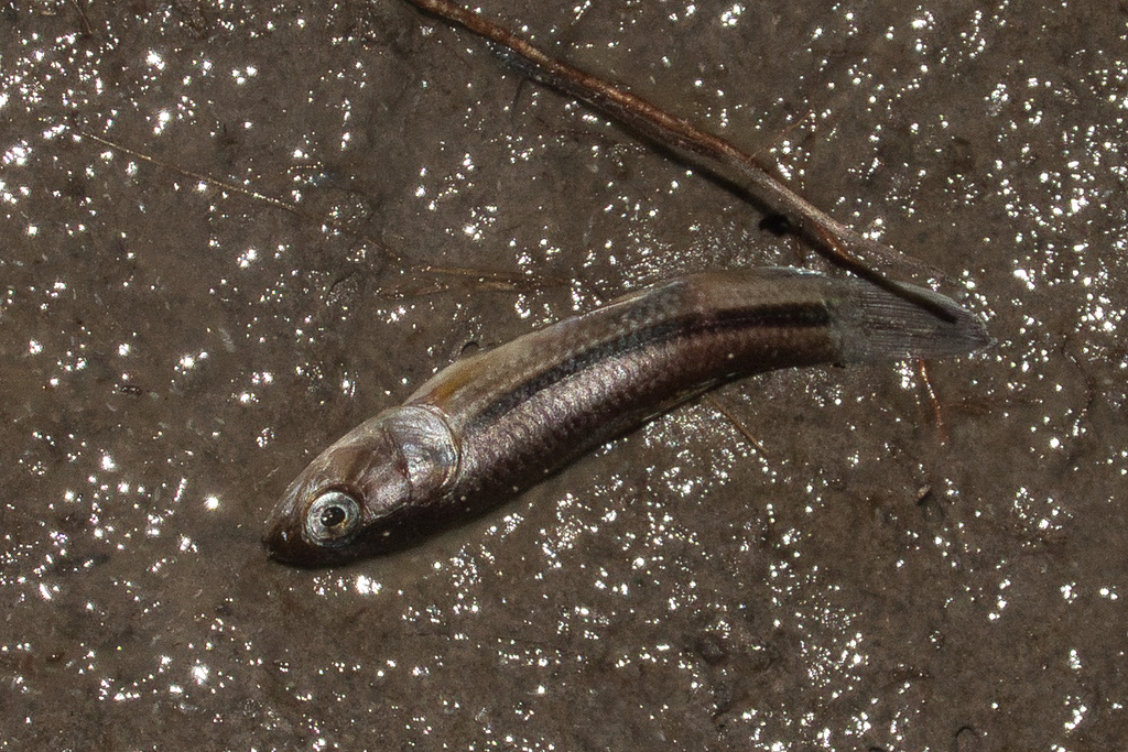 Aimara jeju (Hoplerythrinus unitaeniatus) — Erythrinidae