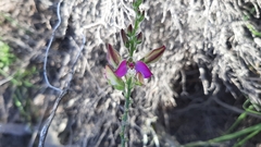 Polygala pubiflora