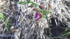 Polygala pubiflora