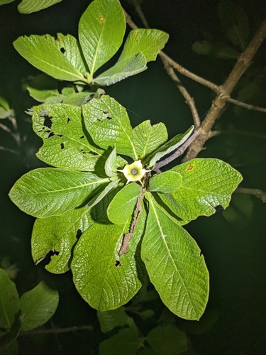 native gardenia (Larsenaikia ochreata)